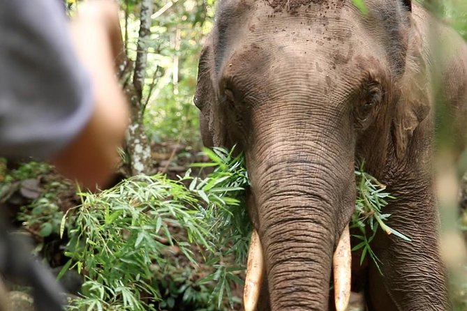 2-Day Kindred Spirit Elephant Sanctuary in Chiang Mai - Key points to know before you go