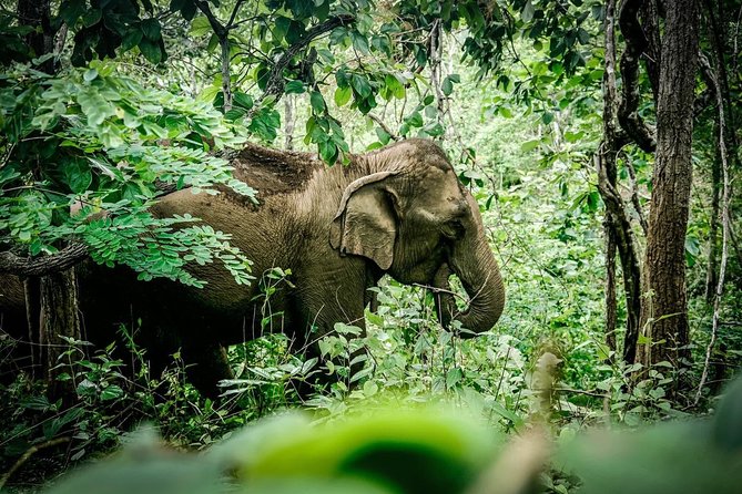 2-Day Kindred Spirit Elephant Sanctuary in Chiang Mai - Day 1: Pickup through Doi Inthanon and the Mae Chaem Market stop