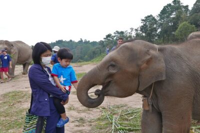 3-in-1: Doi Inthanon Tour, Elephant Sanctuary, and Trekking Trail - Doi Inthanon’s top views and the royal pagodas