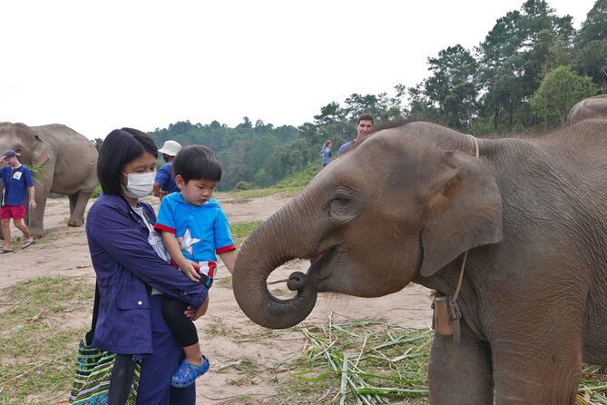 3-in-1: Doi Inthanon Tour, Elephant Sanctuary, and Trekking Trail - Doi Inthanon’s top views and the royal pagodas