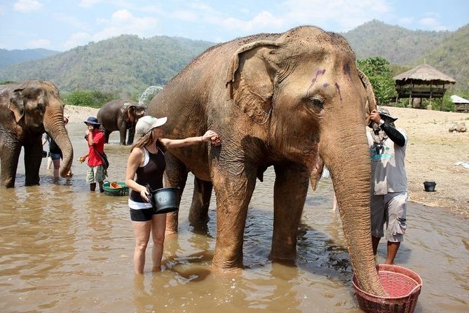 3D2NTrek Adventure at Chiang Mai Mea Wang Including Overnight at Karen Hilltribe - Elephant camp finale on Day 3: feeding time and how to get the most out of it