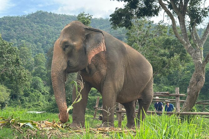 4 in 1 Elephants Long Neck Rafting and Sticky Waterfall Tour - Mae Taeng 4-in-1 planning: a full day that actually flows