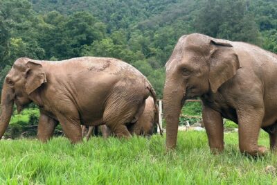 4 in 1 Elephants Long Neck Rafting and Sticky Waterfall Tour - Sticky Waterfall in Mae Taeng: climb limestone steps and get the photos