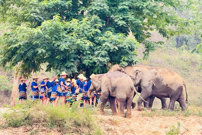 4 in 1 Elephants Long Neck Rafting and Sticky Waterfall Tour - Rafting choice after your jungle stops: white water or bamboo float