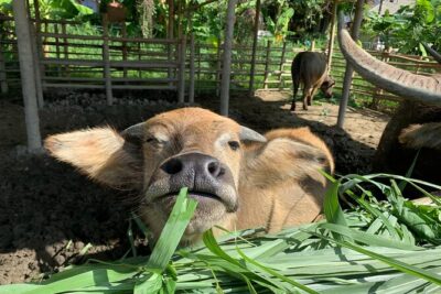Aroidee’s Farm-Fresh Thai Cooking Experience - From garden beds to eggs and farm animals