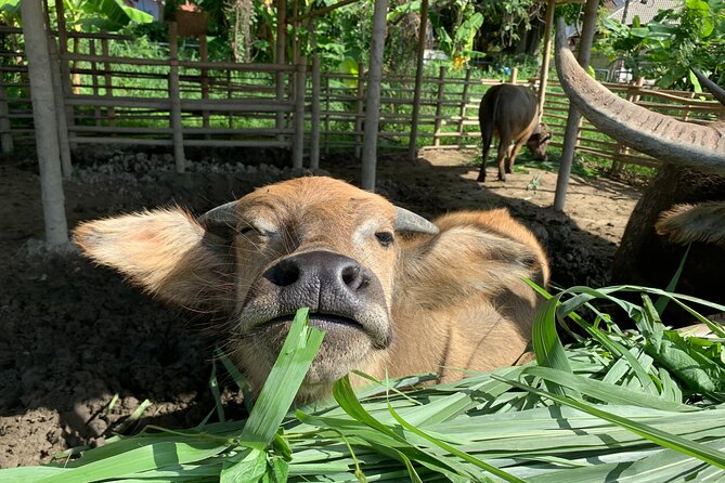 Aroidee’s Farm-Fresh Thai Cooking Experience - From garden beds to eggs and farm animals