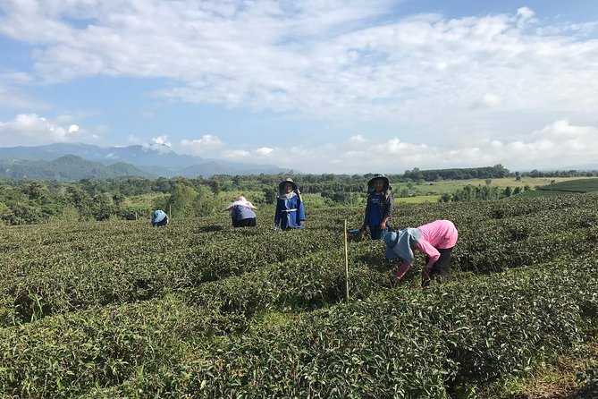 Best 2-Day: Explore Chiang Rai Landmarks from Chiang Mai, Private Trip - Day 2: Wat Rong Sua Ten (Blue Temple), Tea Country, and the Golden Triangle