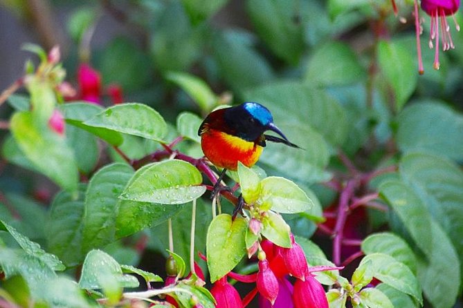 Bird Watching Doi Inthanon - Key Highlights You’ll Notice Fast