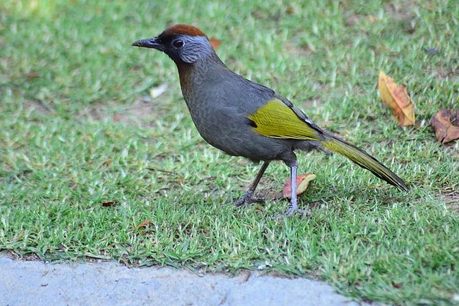 Bird Watching Doi Inthanon - Early Morning Bird Trails at Doi Inthanon National Park