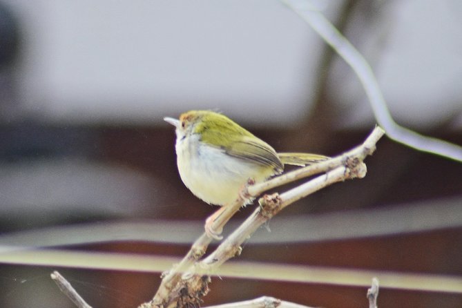 Bird Watching Doi Inthanon - Karen Village Area and Local Coffee Breaks