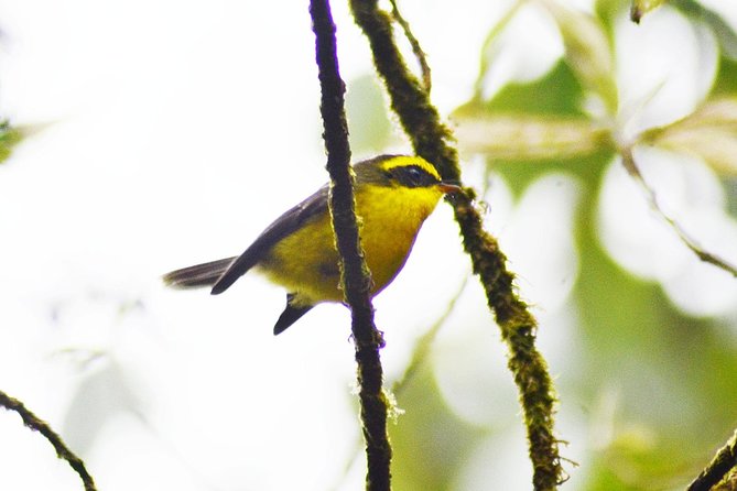 Bird Watching Doi Inthanon - Lunch and the Return: Ending the Day Without Rushing