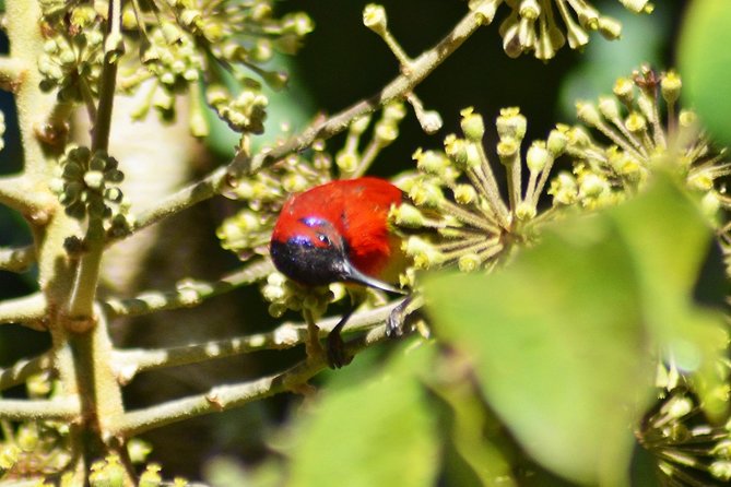 Bird Watching Doi Inthanon - Price and What You Really Get for $159