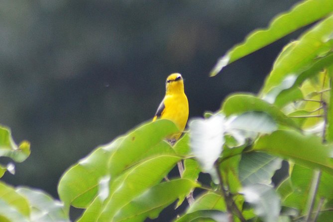 Bird Watching Doi Inthanon - Cold Tops, Early Starts, and What to Pack