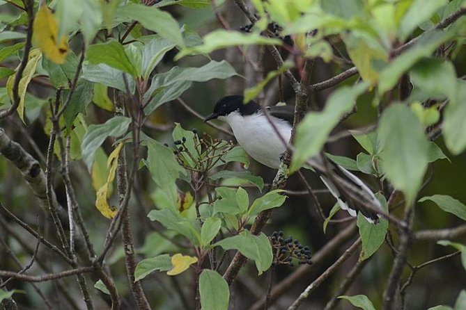 Bird Watching Doi Inthanon - What This Tour Is Best For (and Where It Might Not Fit)