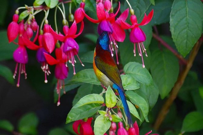 Bird Watching Doi Inthanon - Hotel Pickup, Breakfast Stop, and the 9-Hour Rhythm