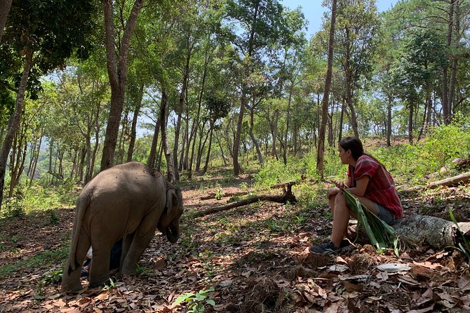 Care Pride Elephants: Full-Day Tour Experience - Key things I’d plan around