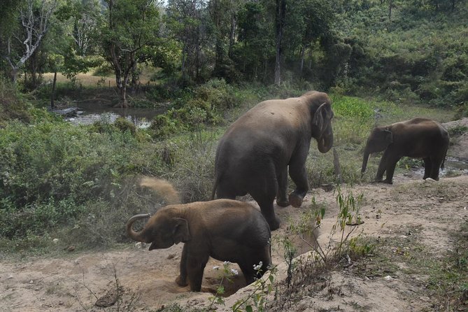 Care Pride Elephants: Full-Day Tour Experience - A family-owned sanctuary outside Chiang Mai’s rush