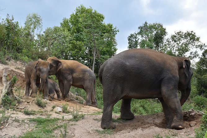Care Pride Elephants: Full-Day Tour Experience - The main event: jungle care lesson at Elephant Pride Sanctuary
