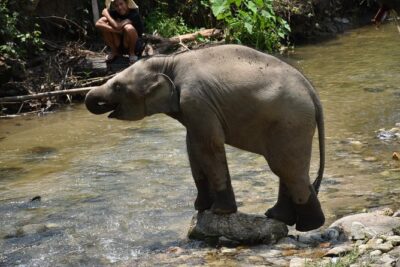 Care Pride Elephants: Full-Day Tour Experience - Getting there: hotel pickup plus a long mountain ride
