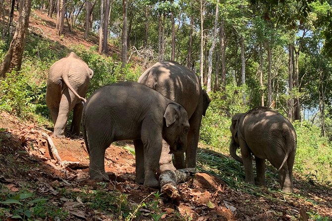 Care Pride Elephants: Full-Day Tour Experience - Feeding time and forest walking: what you actually do