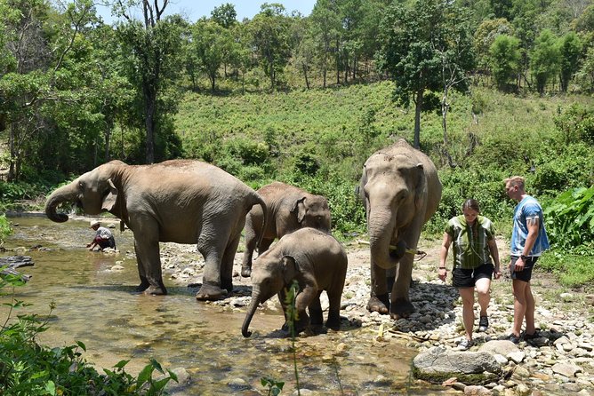 Care Pride Elephants: Full-Day Tour Experience - Thai lunch and bottled water: a real break from planning