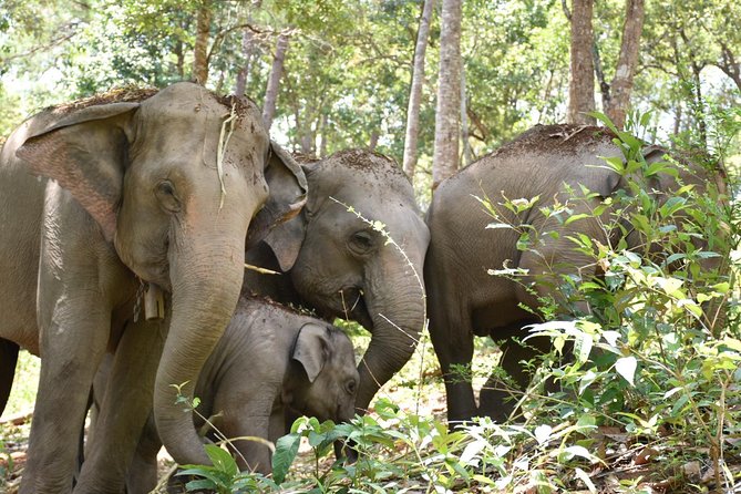Care Pride Elephants: Full-Day Tour Experience - Guides, safety, and how to get the most out of the day
