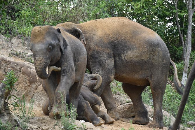 Care Pride Elephants: Full-Day Tour Experience - Price and value: why $91.31 makes sense for this format