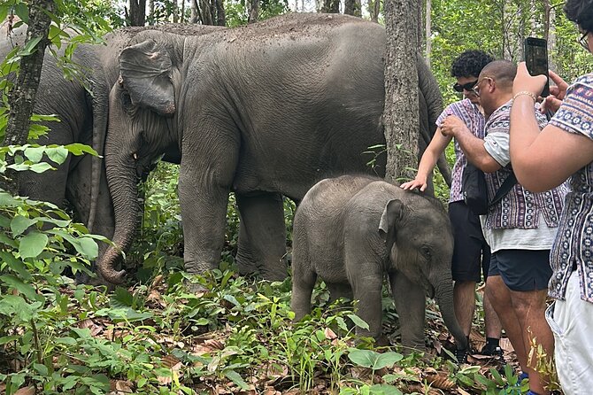 Chiang Mai 1 Day: Elephant Sanctuary, Waterfall & Bamboo Rafting - Key things to know before you go
