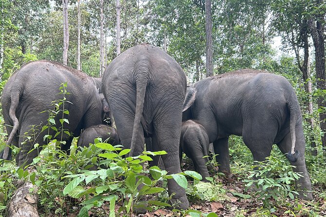 Chiang Mai 1 Day: Elephant Sanctuary, Waterfall & Bamboo Rafting - Karen Hill Tribe welcome: fruit-feeding, traditional clothing, and jungle time