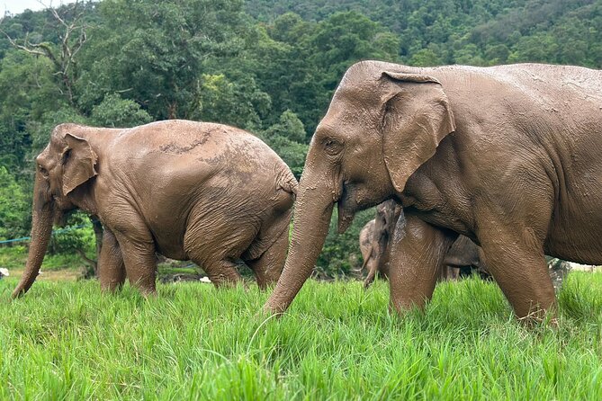 Chiang Mai 3 in 1 Zipline, Elephants and Sticky Waterfall - Price and value: why $120.06 can make sense