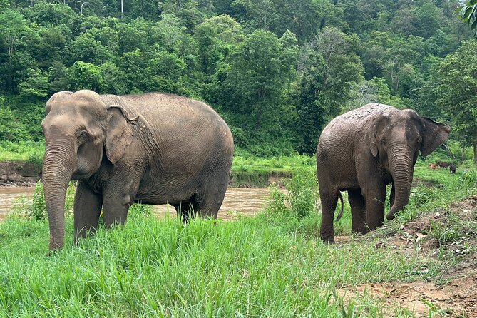 Chiang Mai 3 in 1 Zipline, Elephants and Sticky Waterfall - What to pack (so the day stays fun, not annoying)