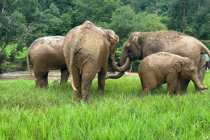 Chiang Mai 3 in 1 Zipline, Elephants and Sticky Waterfall - Who should book this tour—and who should skip it
