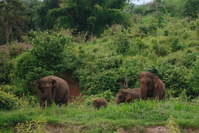 Chiang Mai 4 in 1 : 2 days - 1 Nights. Elephants Camp + Adventure - Why This Chiang Mai Elephant Camp Feels Like Rescue Work, Not a Show