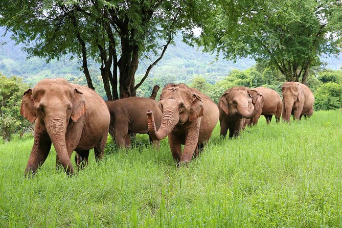 Chiang Mai ATV White Water Rafting and Elephant Sanctuary Full-Day Trip - Price and Logistics: what $138.75 buys you