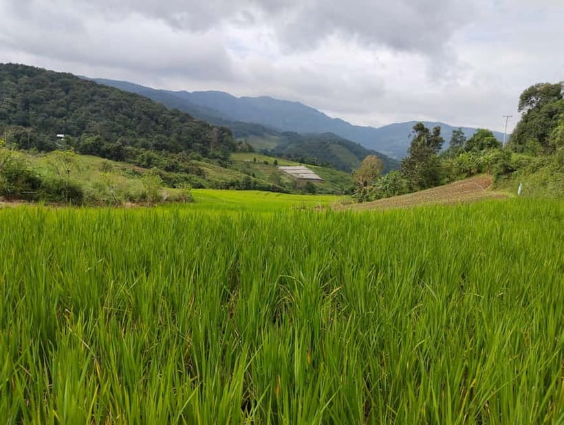 Chiang Mai Authentic Trekking - Local Market Stop: Buy Lunch the Real Way