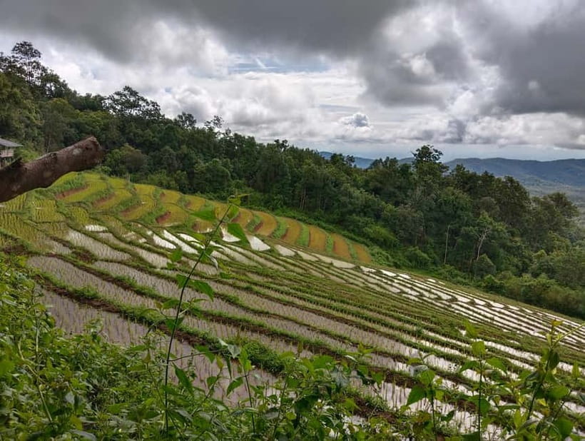 Chiang Mai Authentic Trekking - Lunch in the Forest: The Meal That Actually Feels Like a Reward
