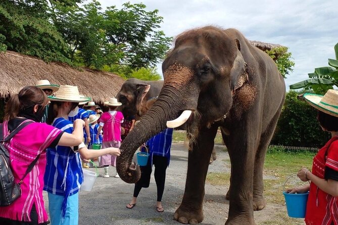 Chiang Mai Chapulin Elephant Care and Sticky Waterfall - Key highlights worth knowing