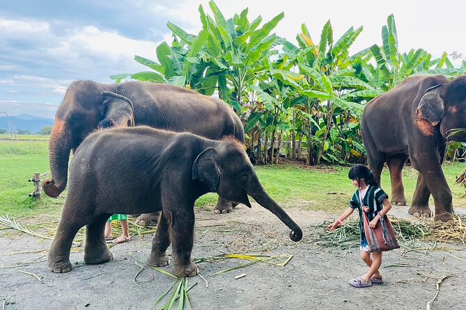 Chiang Mai Chapulin Elephant Care and Sticky Waterfall - Feeding and jungle time: how the interaction is structured