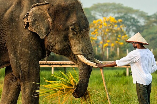 Chiang Mai Chapulin Elephant Care and Sticky Waterfall - The water moment at Chapulin: bathing, play, and a rinse