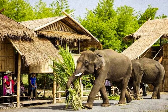 Chiang Mai Chapulin Elephant Care and Sticky Waterfall - Who should book Chapulin Elephant Care, and who should skip it