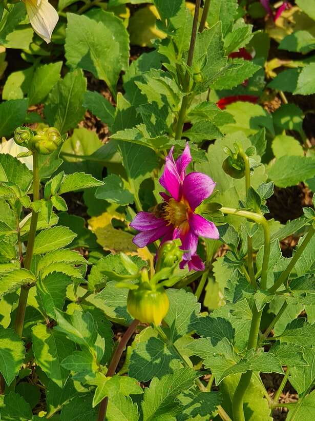 Chiang Mai: Dantewada Land of Angels & Sticky Waterfall Tour - What to Pack: Insect Repellent, Sun Gear, and a Quick Change Plan