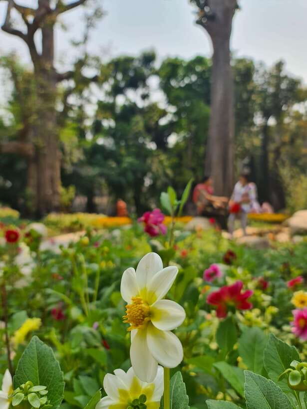 Chiang Mai: Dantewada Land of Angels & Sticky Waterfall Tour - Who This Tour Suits (and Who Might Skip It)