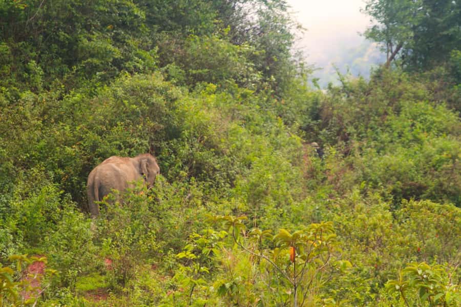 Chiang Mai: Day for Elephant Observation Only Half-day Trip - Key things you will notice right away