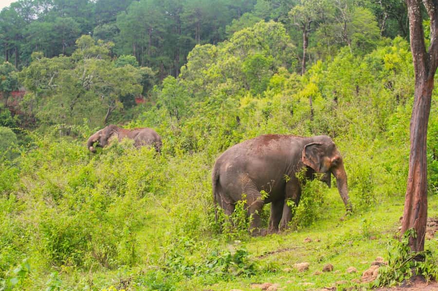 Chiang Mai: Day for Elephant Observation Only Half-day Trip - Big Boy Elephant Sanctuary and the no-control rules