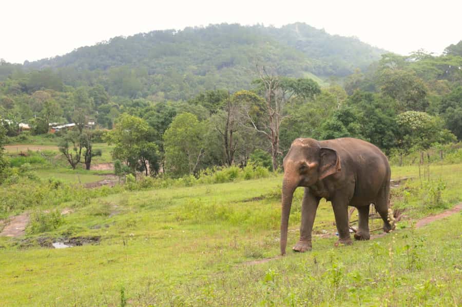 Chiang Mai: Day for Elephant Observation Only Half-day Trip - Feeding elephants with natural food and vitamin balls