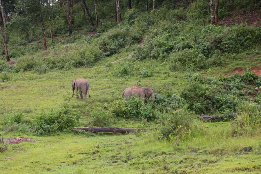 Chiang Mai: Day for Elephant Observation Only Half-day Trip - The Pad Thai cooking workshop that ends as lunch