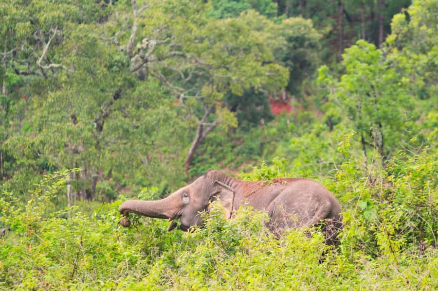 Chiang Mai: Day for Elephant Observation Only Half-day Trip - Who this experience suits (and who should skip it)