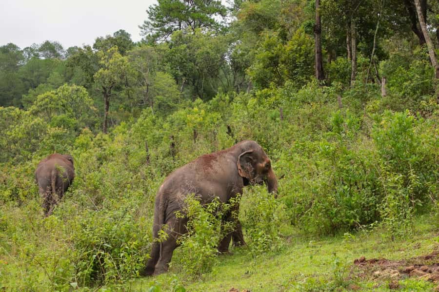 Chiang Mai: Day for Elephant Observation Only Half-day Trip - Should you book this Chiang Mai elephant observation trip?