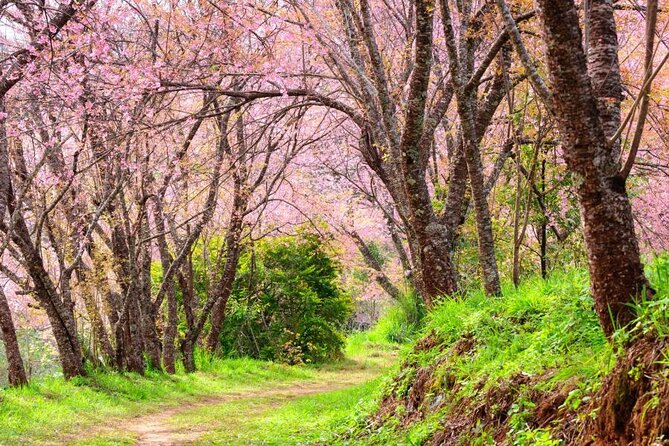 Chiang Mai - Doi Inthanon Full day Tour - Ang Ka Nature Trail: easy walking that actually suits most people