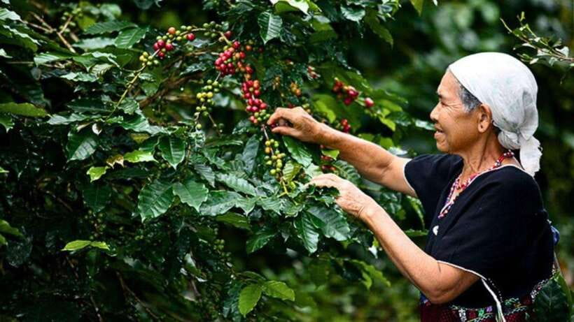 Chiang Mai: Doi Inthanon National Park Sightseeing Only - Ang Ka Luang Nature Trail: A Short Walk That Adds Texture